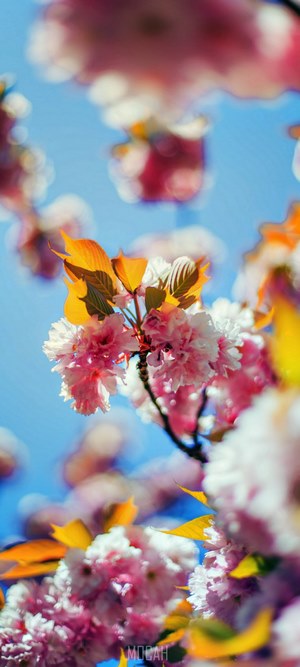 Pink cherry blossoms and yellow leaves against blue sky