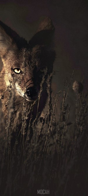 Coyote peeking through tall grass at night
