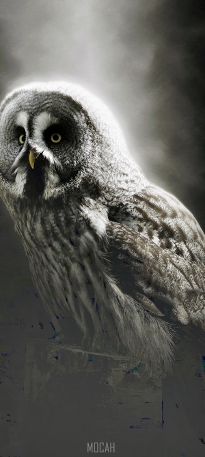 Great Grey Owl portrait