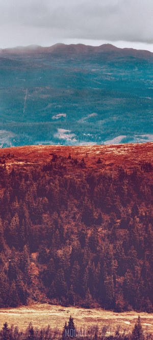 Autumn forest landscape with mountains