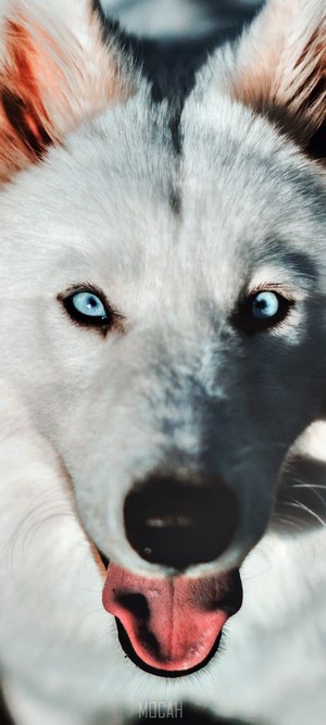 Close-up of a husky dog with blue eyes