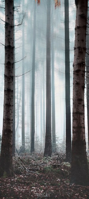 Misty Forest with Tall Trees