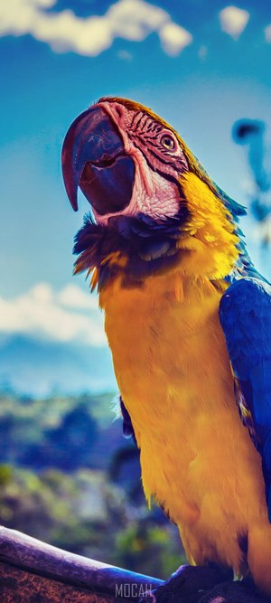 Blue and yellow macaw parrot on a branch