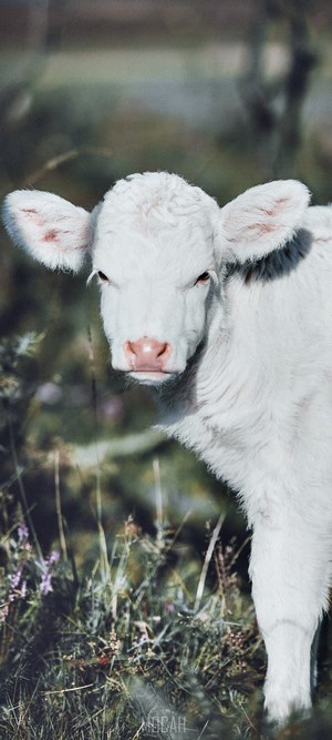 White calf standing in a grassy field