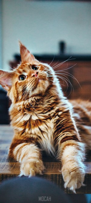 Orange Maine Coon Cat Lying on Wooden Surface