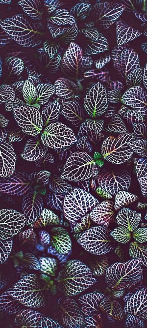 Fittonia leaves with white veins