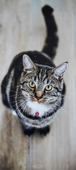 Tabby cat with red collar looking up