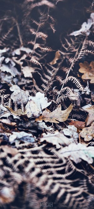 Autumnal leaves and ferns on the forest floor