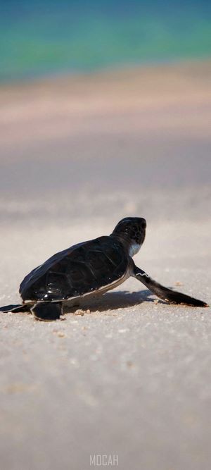 Baby sea turtle crawling on a sandy beach towards the ocean