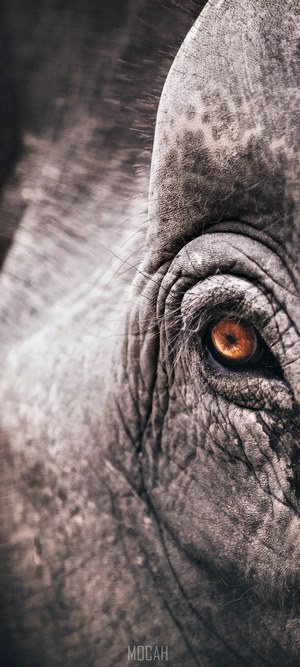 Close-up of an elephant's eye
