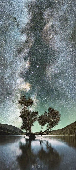 The Great Rift and a lone tree under the Milky Way