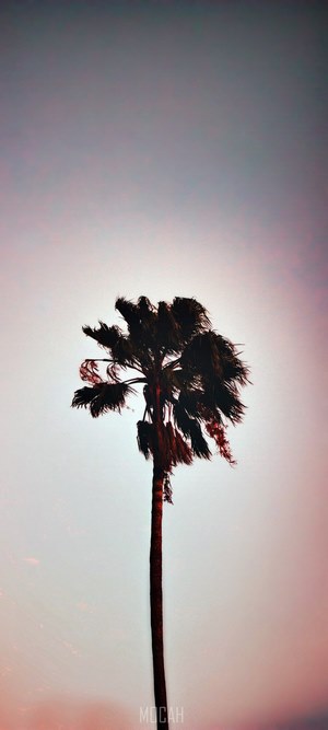 Solitary palm tree against a gradient sky