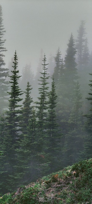 Misty Pine Forest
