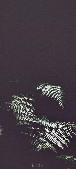 Ferns in the dark