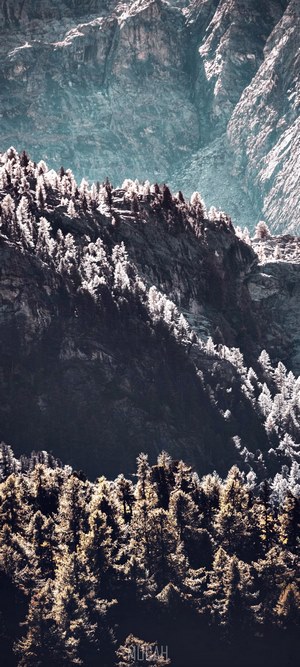 Mountain forest with trees and rocky slopes