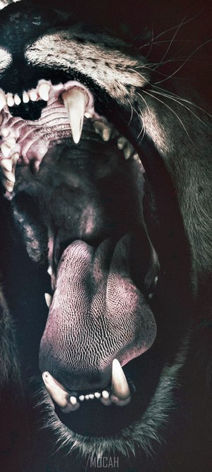 Close-up of a lion's open mouth and teeth