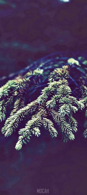 Close-up of fir tree branches