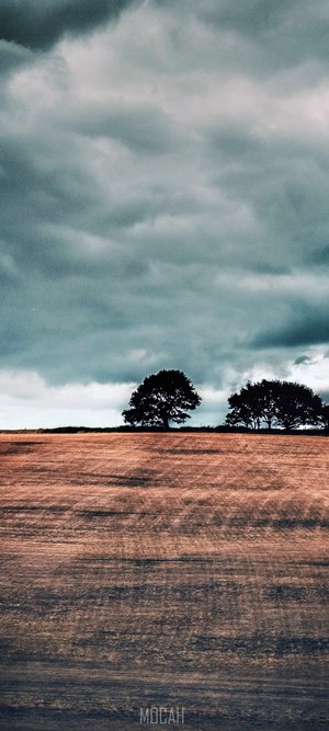 Silhouette of trees against a cloudy sky over a field