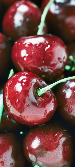 Ripe Bing Cherries with Water Droplets