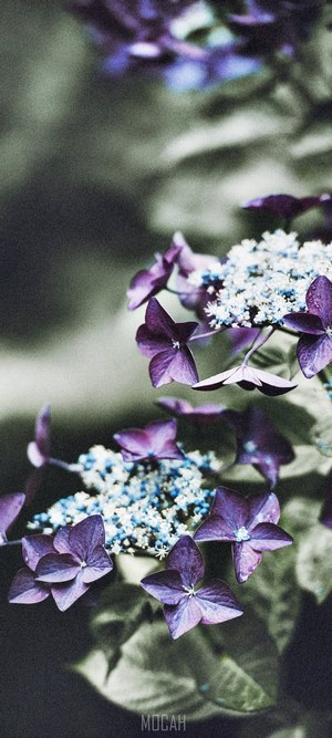 Purple Hydrangea Flowers with White Centers