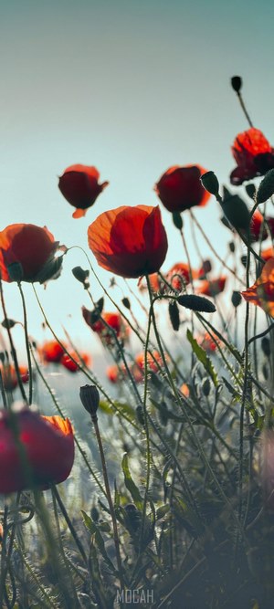 Field of red poppies against a bright sky