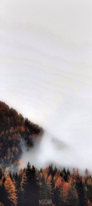 Misty Mountain Forest with Autumn Colors