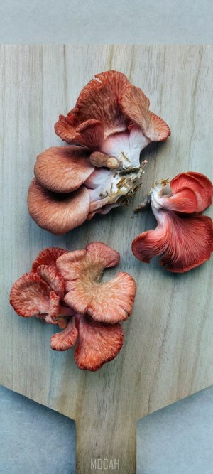 Pink Oyster Mushrooms on Wooden Board