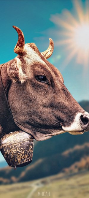 Cow with bell in the Alps under sunbeam