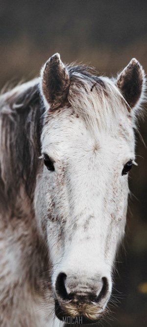 Close-up of a New Forest Pony