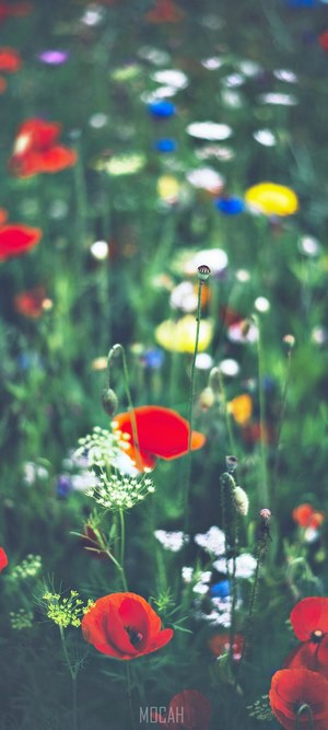 Field of wildflowers with poppies and Queen Anne's Lace