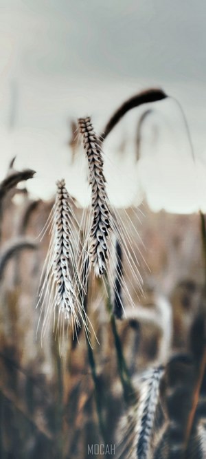 Wheat stalks in golden hour light