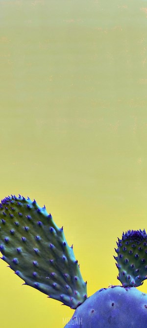 Prickly Pear Cactus with Purple Spines on Yellow Background