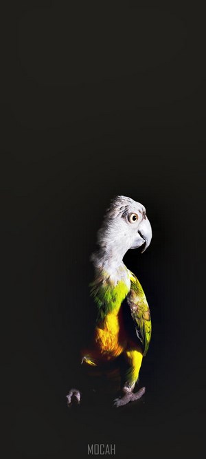 A Senegal parrot with grey head and green and yellow body