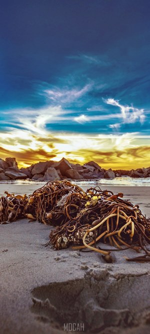 Seaweed on a beach with rocks and sunset sky