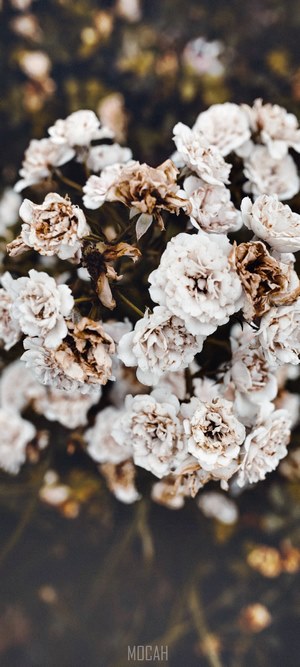 Dead white roses on a dark background