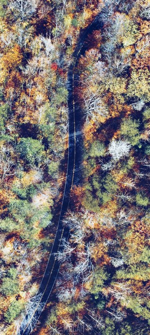 Aerial view of a winding road through autumn forest