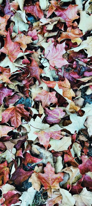 Fallen autumn leaves on the ground