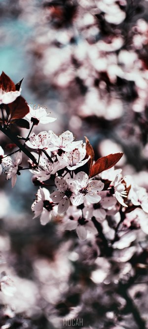 Cherry blossoms on a branch
