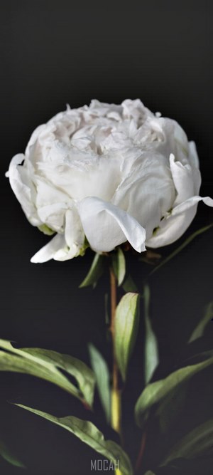 White Peony flower on a dark background