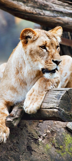 Lioness resting on logs in a forest