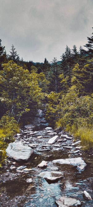Forest stream with rocks and trees