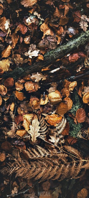 Autumn leaves and ferns on the forest floor