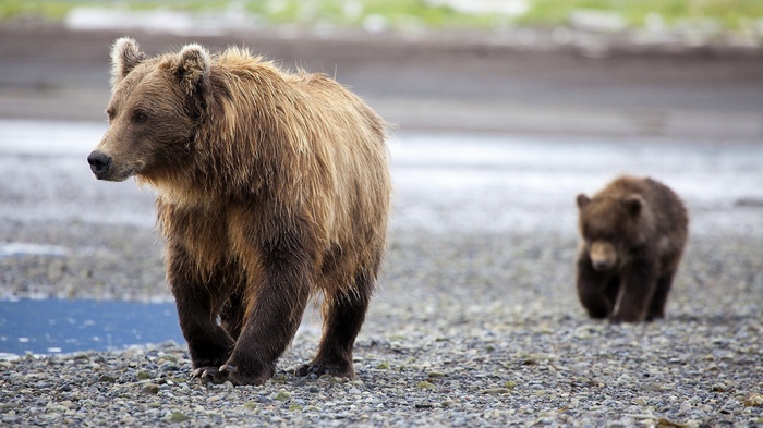 Brown bear and cub on a rocky shore