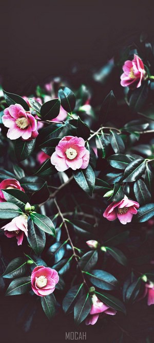 Pink camellia flowers on dark green leaves
