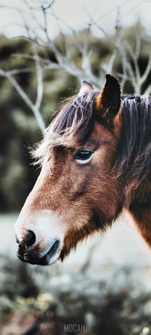 Horse head with wet ear and nose