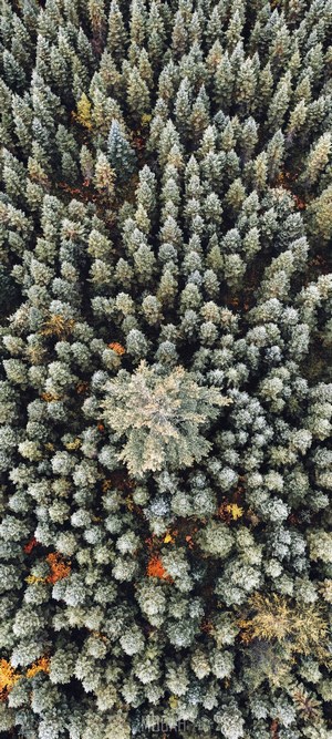 Aerial view of a dense forest with autumn foliage