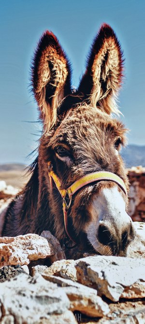 Donkey with yellow halter in rocky terrain