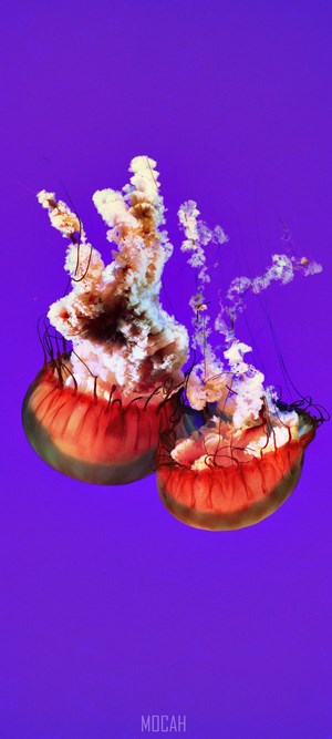 Two jellyfish with orange bells and white tentacles against a purple background