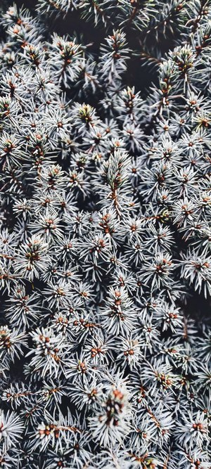 Close-up of blue spruce pine needles