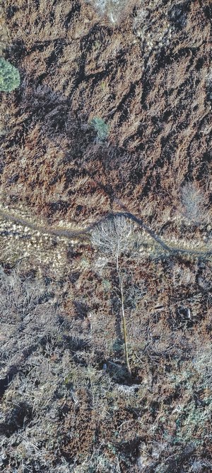 Drone view of a fallen tree and dry vegetation